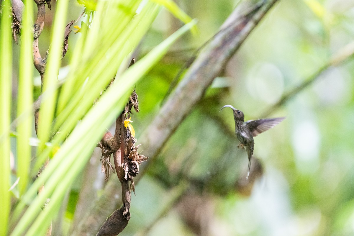 White-tipped Sicklebill - ML612434864