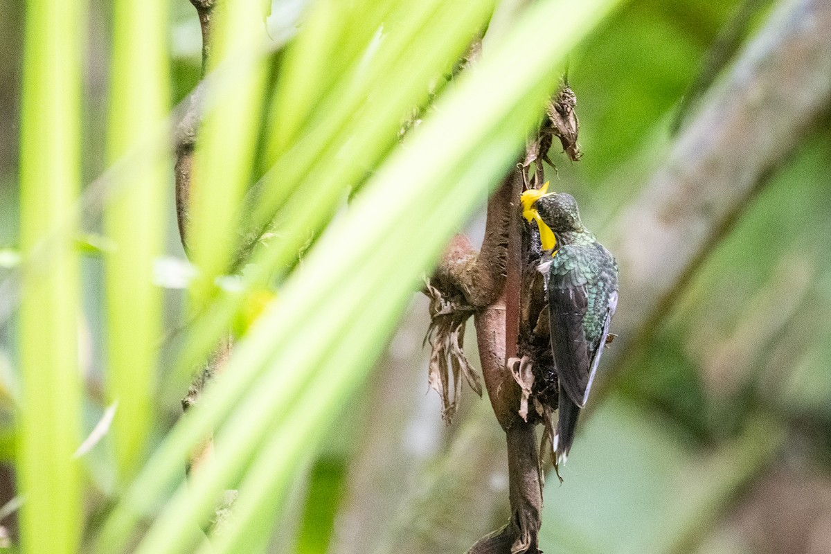 White-tipped Sicklebill - ML612434865