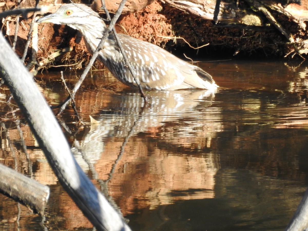 Yellow-crowned/Black-crowned Night Heron - Kathleen Tucker