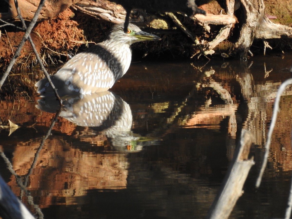 Yellow-crowned/Black-crowned Night Heron - ML612434899