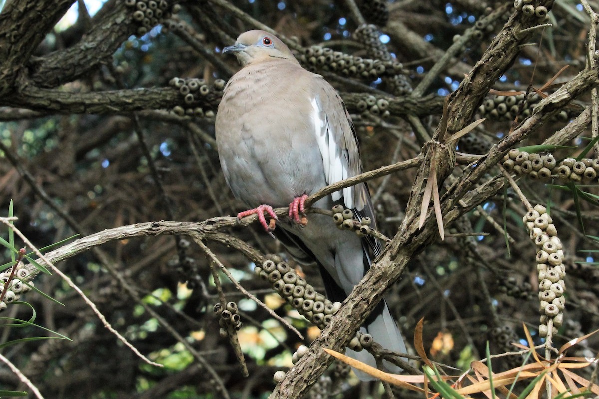 White-winged Dove - Brooke Ross