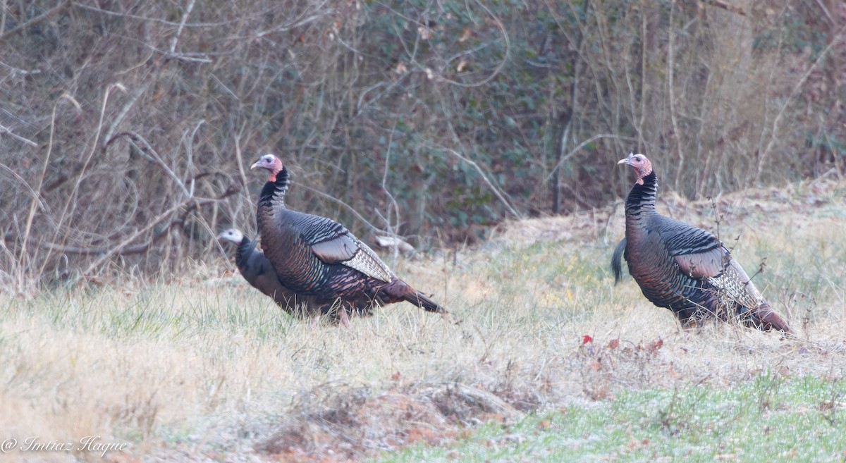 Wild Turkey - Imtiaz Haque