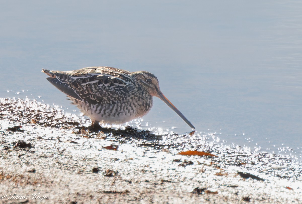 Wilson's Snipe - ML612434925