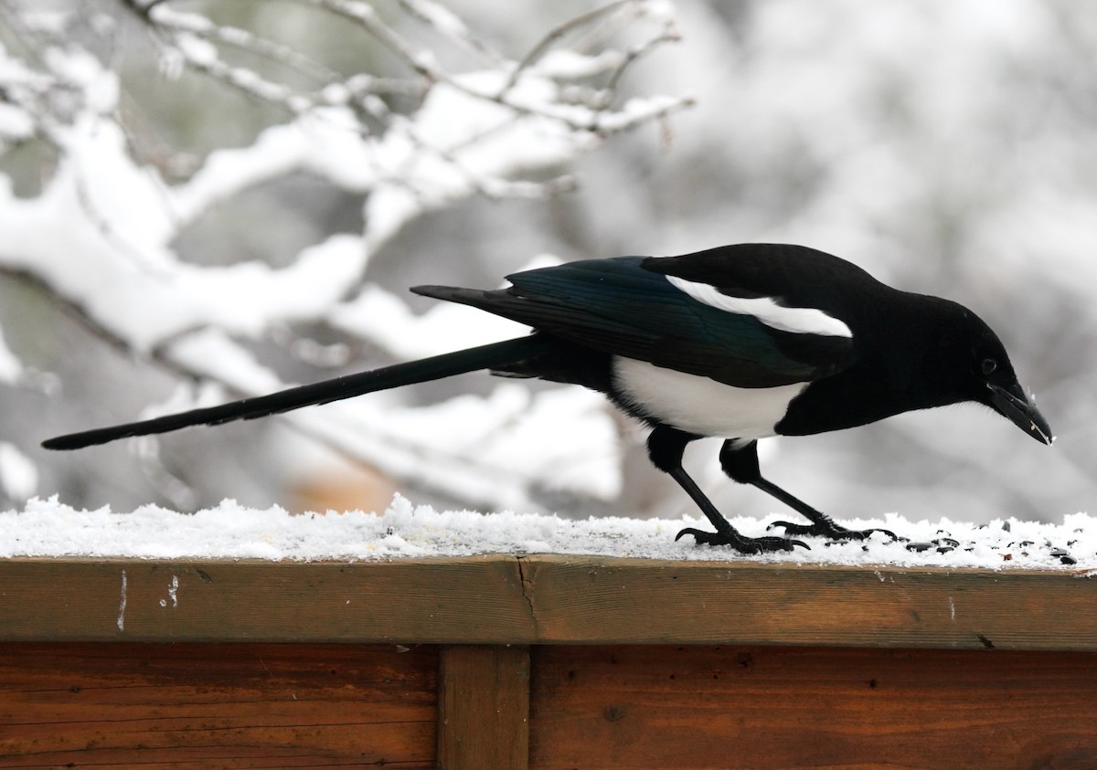 Black-billed Magpie - ML612434945