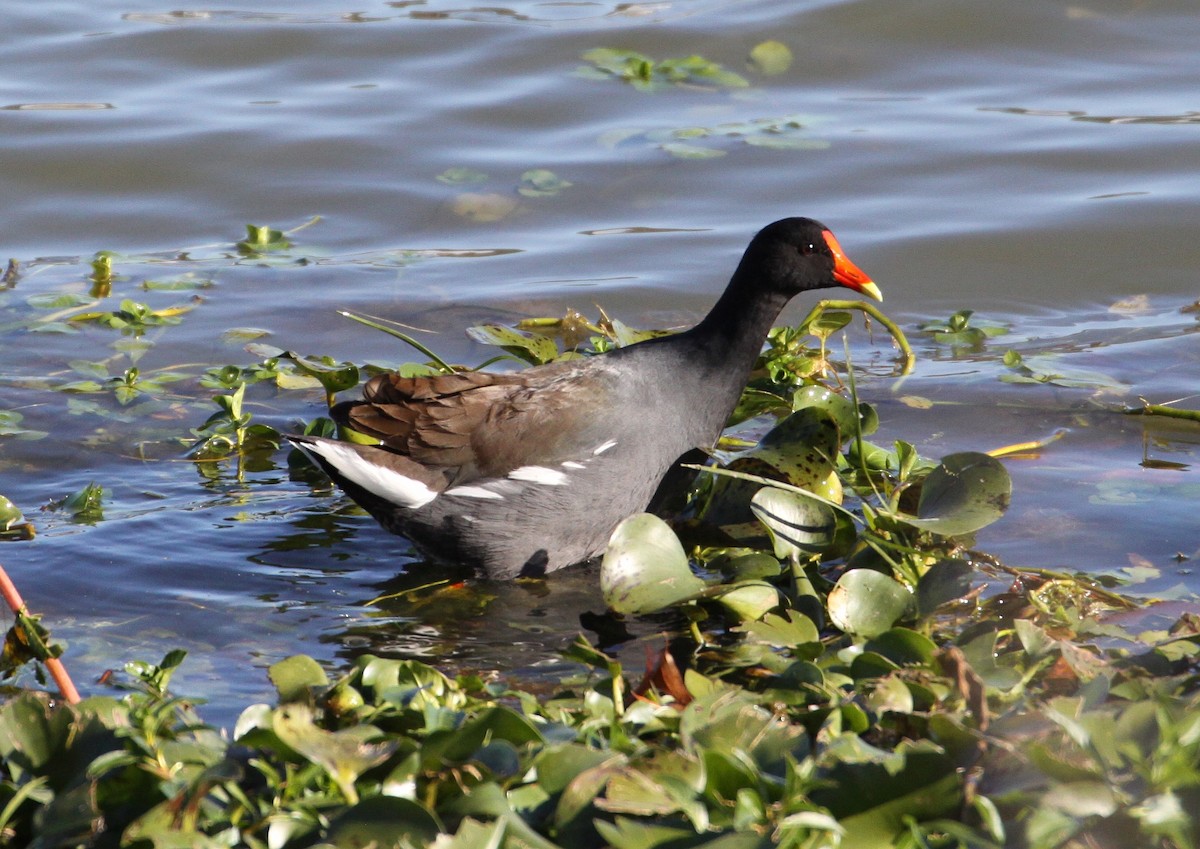 Common Gallinule - Eric Soehren