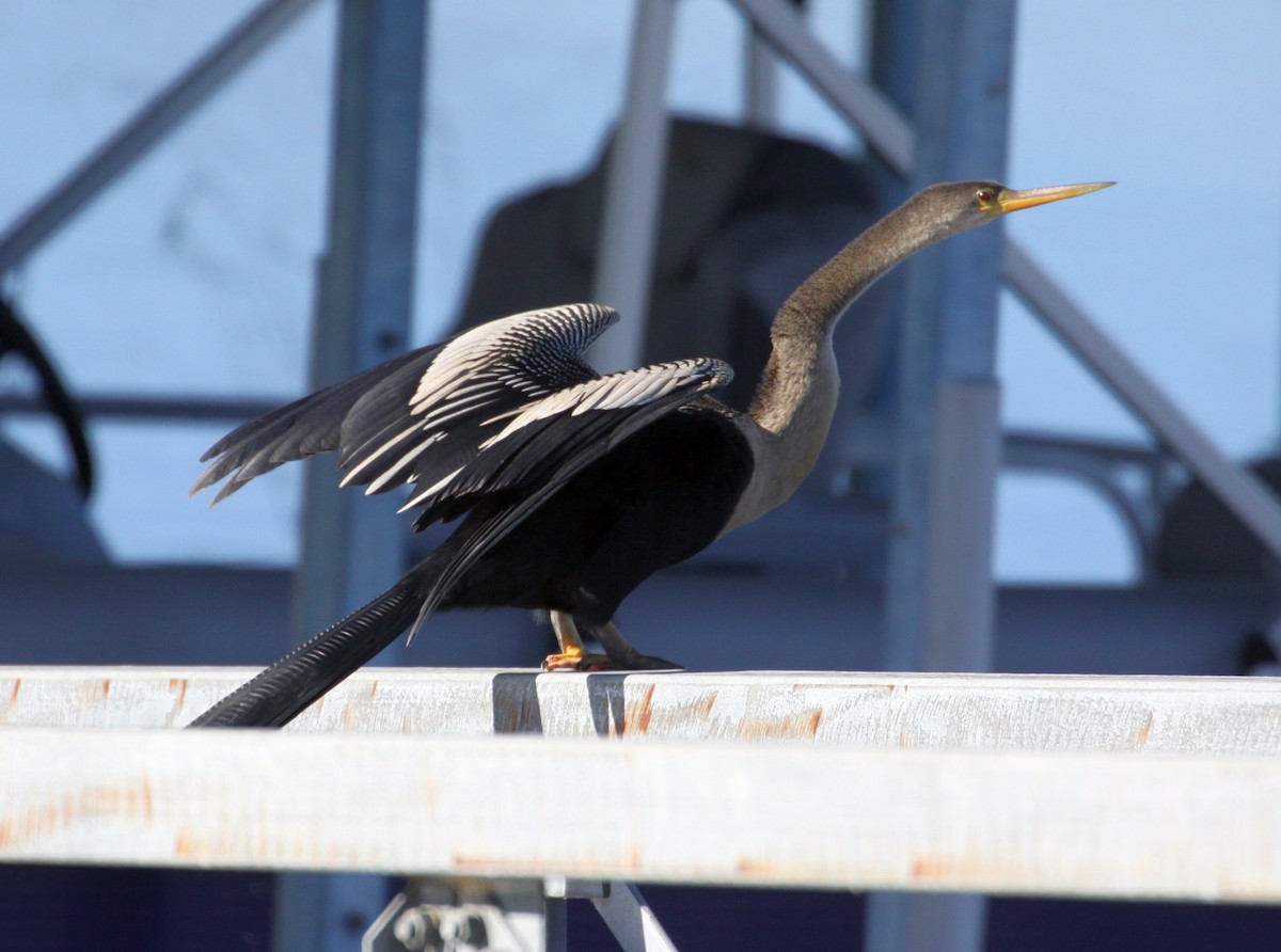 Amerika-Schlangenhalsvogel - ML612434979