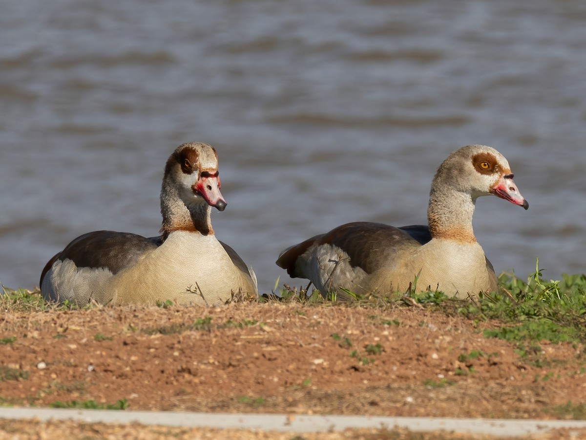 Egyptian Goose - ML612435057