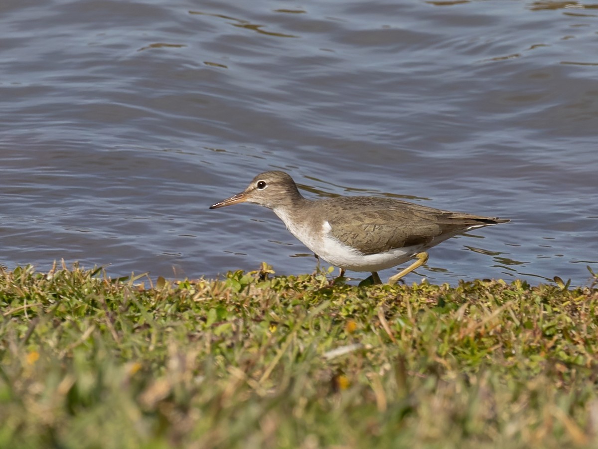 Spotted Sandpiper - ML612435061