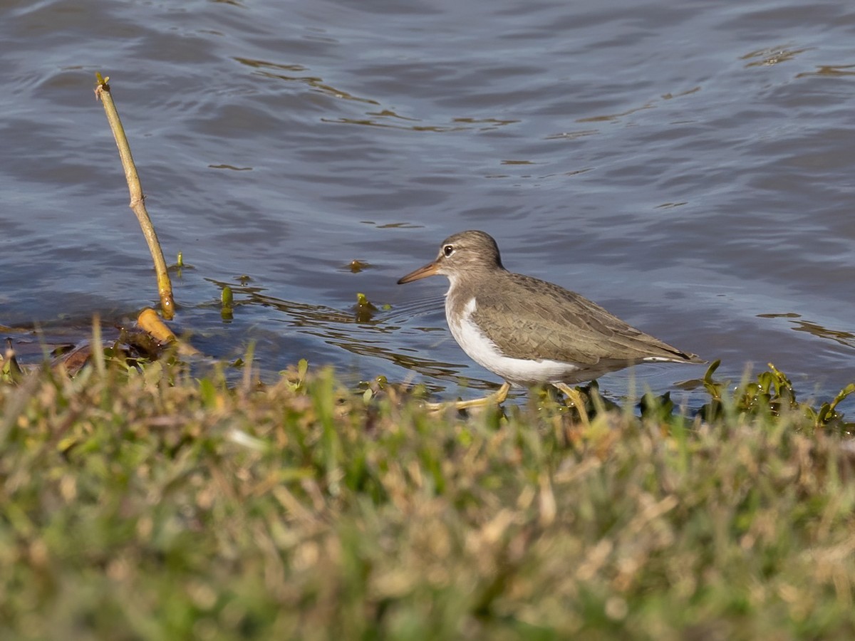 Spotted Sandpiper - Bruce Aird