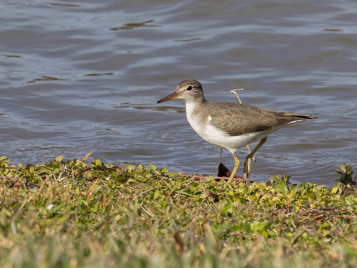 Spotted Sandpiper - ML612435063