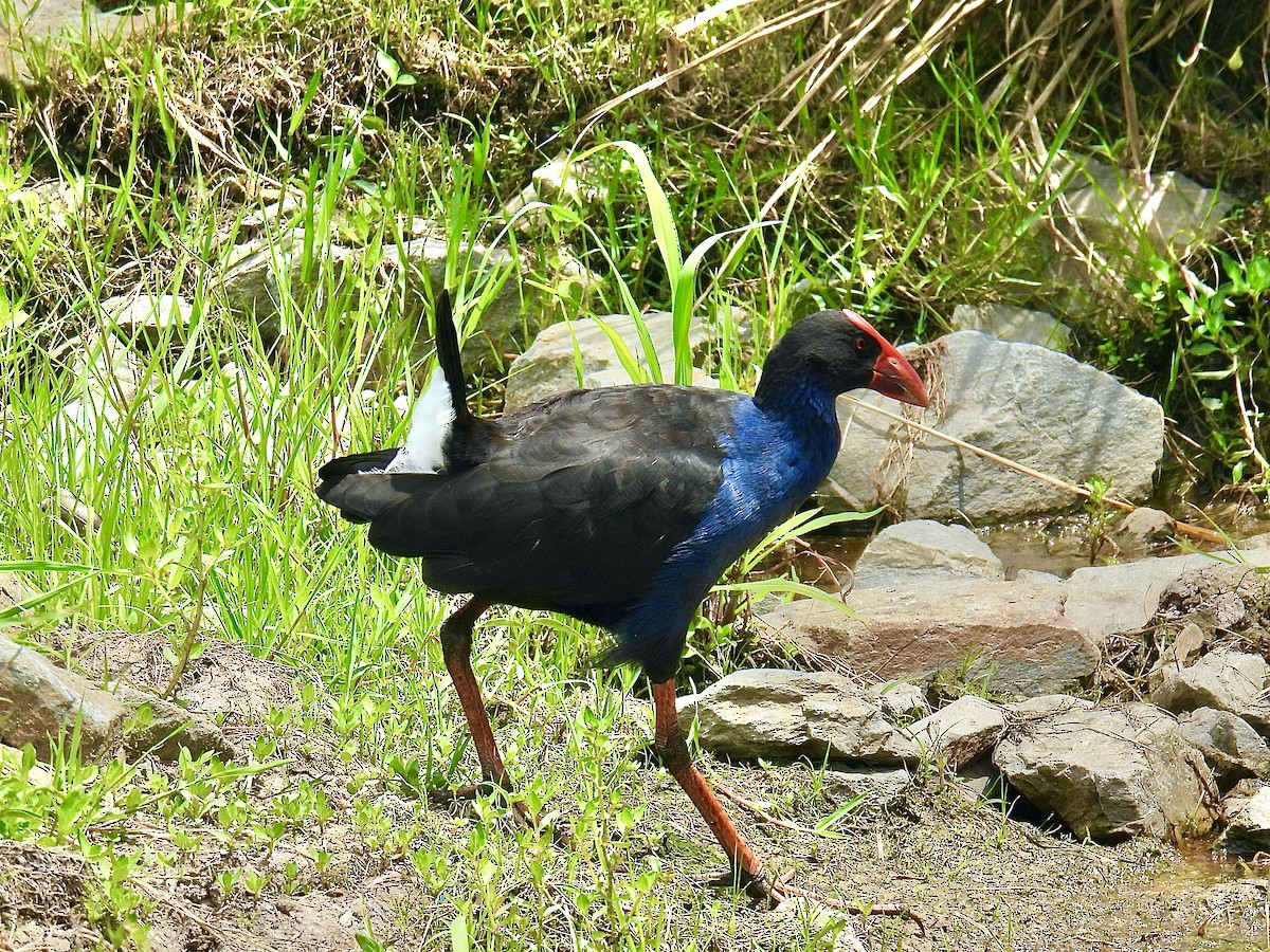 Australasian Swamphen - ML612435084