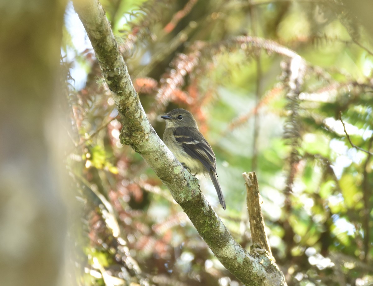 Olive-chested Flycatcher - Carlos Proaño