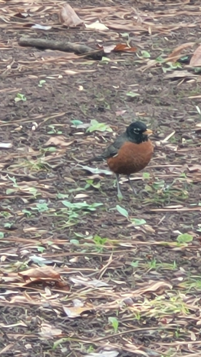 American Robin - ML612435147