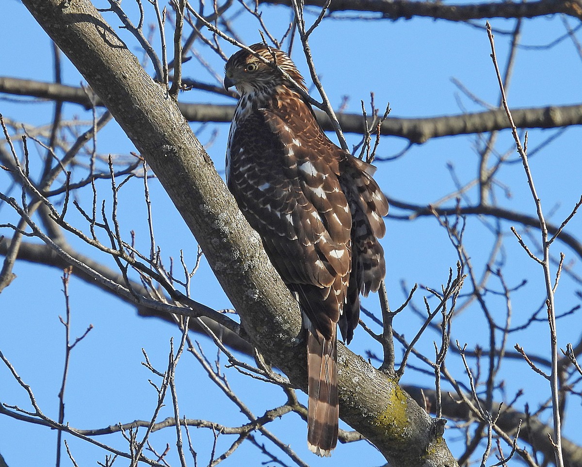 クーパーハイタカ - ML612435162