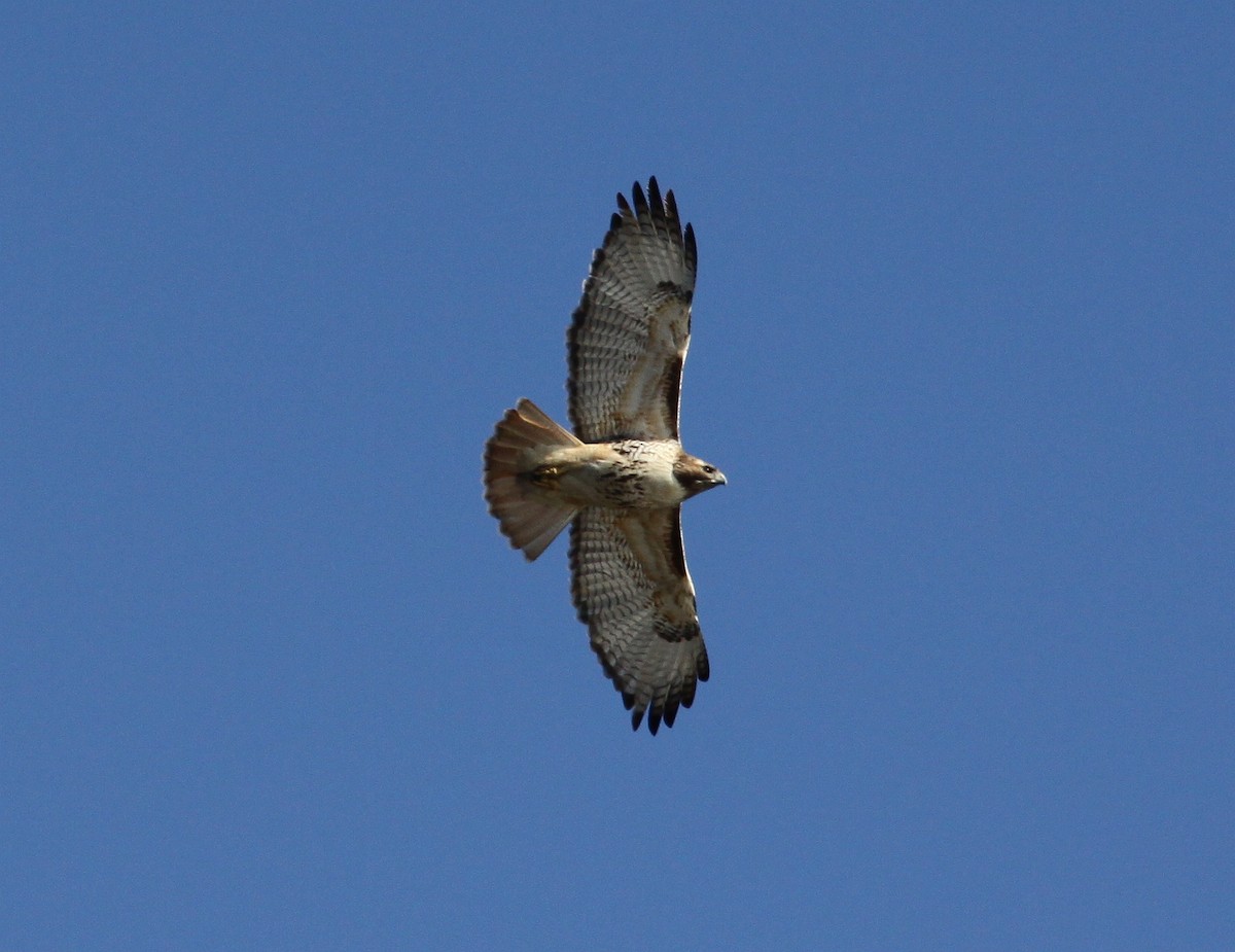 Red-tailed Hawk - Eric Soehren