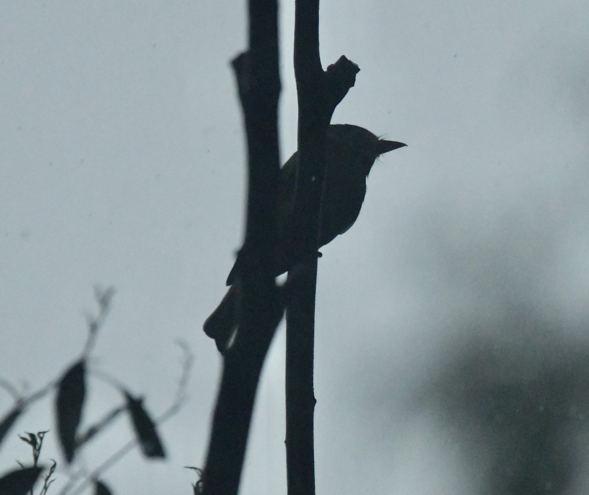 Greater Pewee - ML612435292