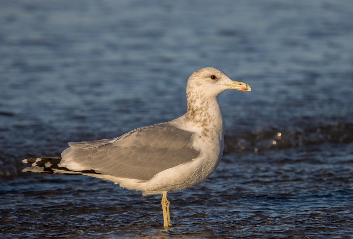 California Gull - ML612435378