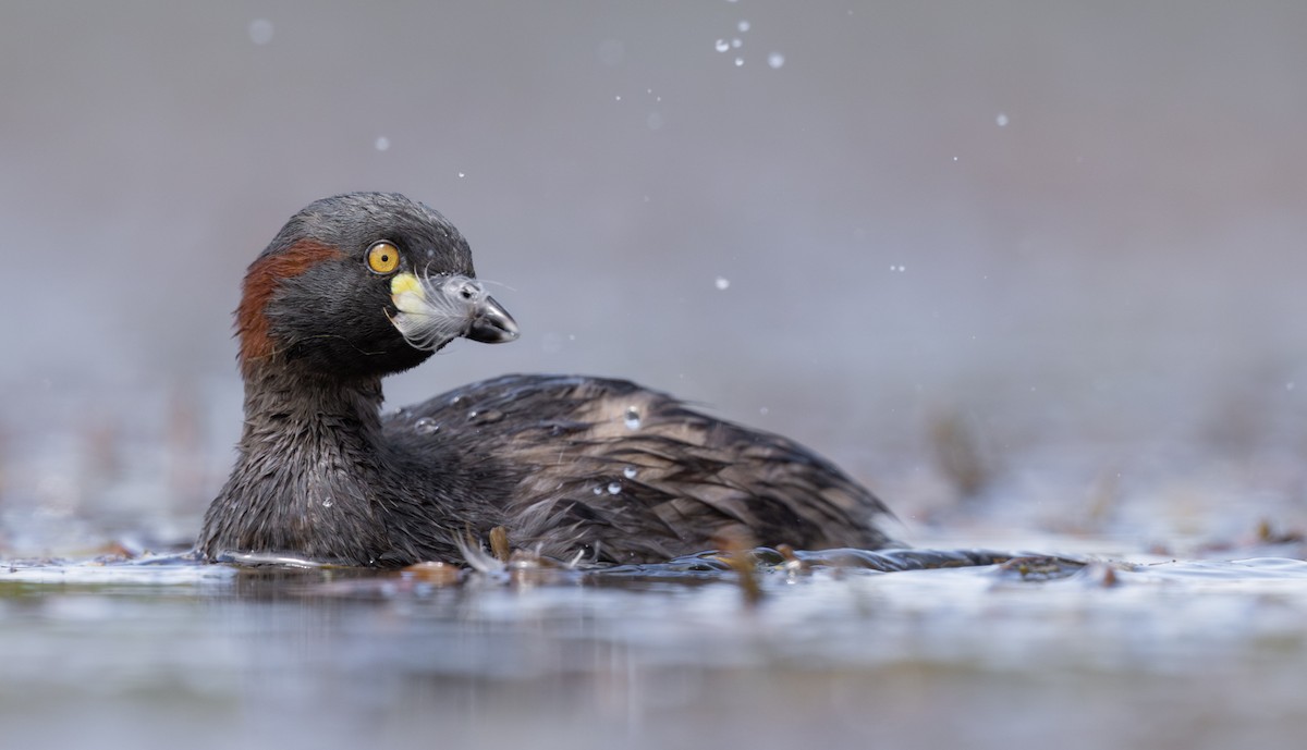 Australasian Grebe - ML612435444
