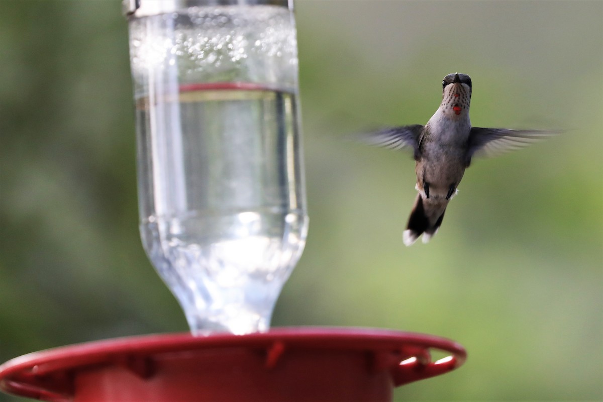 Ruby-throated Hummingbird - ML612435515