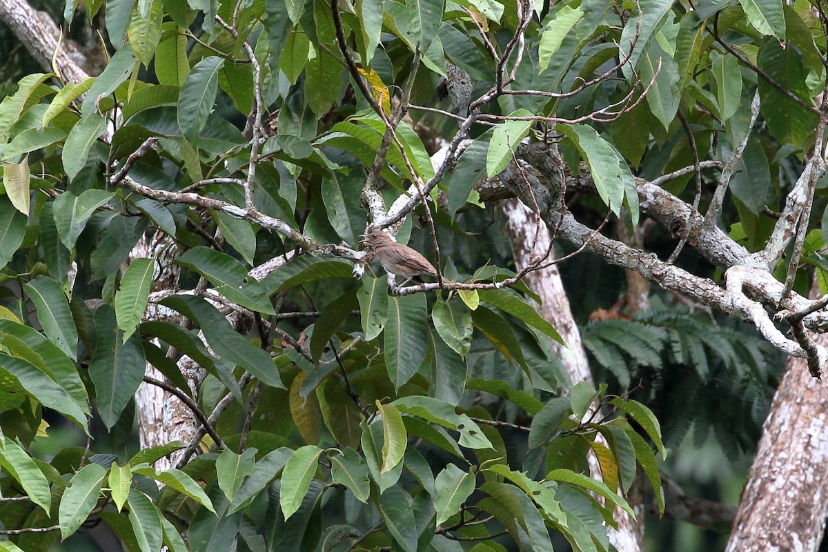 Black-billed Thrush - ML612435545
