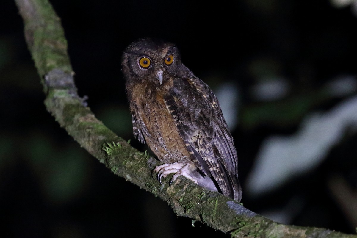 Tawny-bellied Screech-Owl - ML612435569
