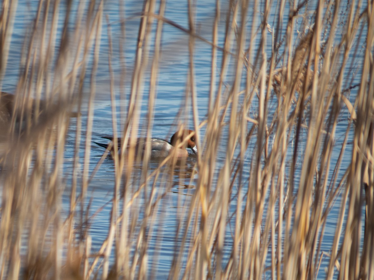 Eurasian Wigeon - ML612435715