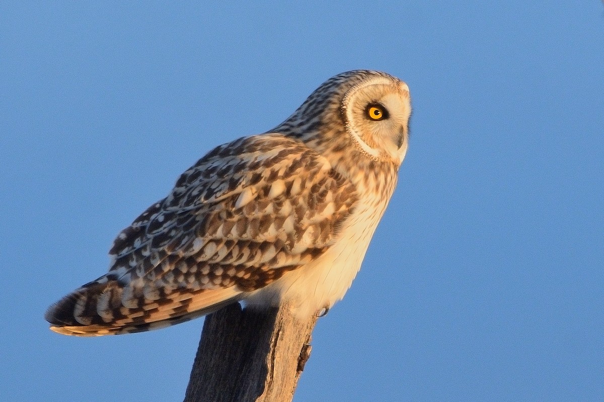 Short-eared Owl - ML612435744