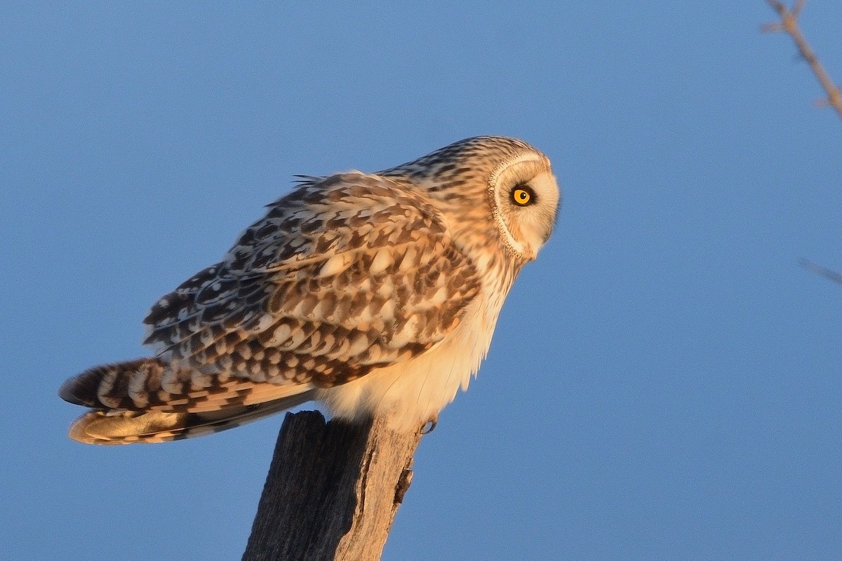 Short-eared Owl - ML612435745