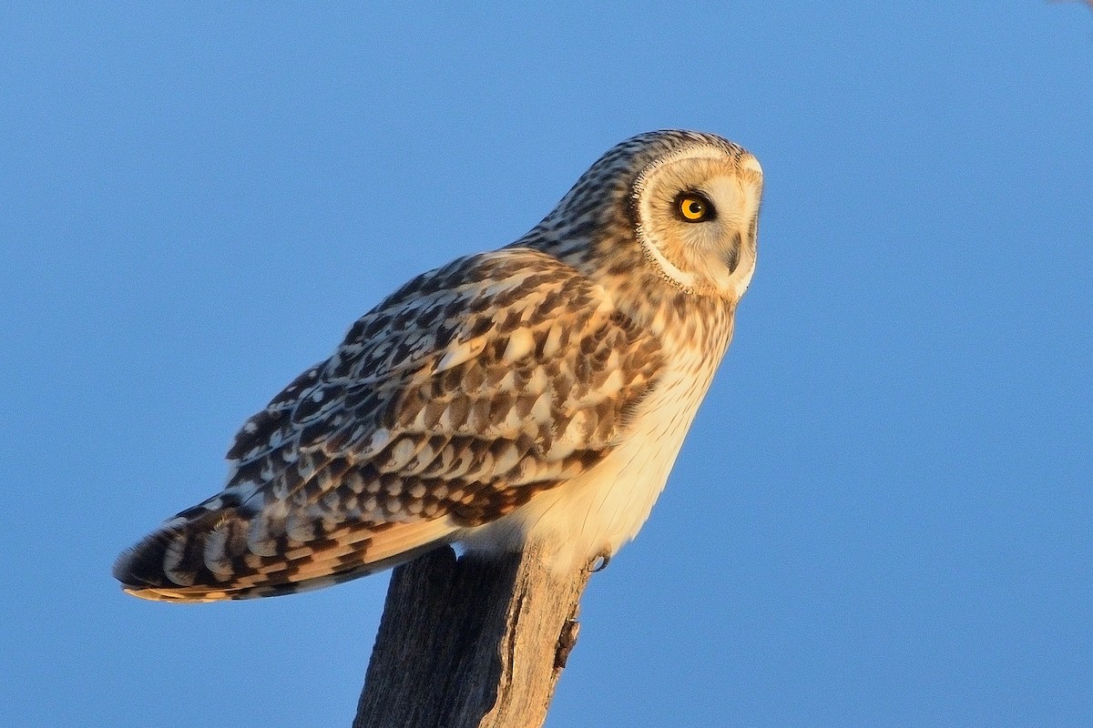 Short-eared Owl - ML612435746