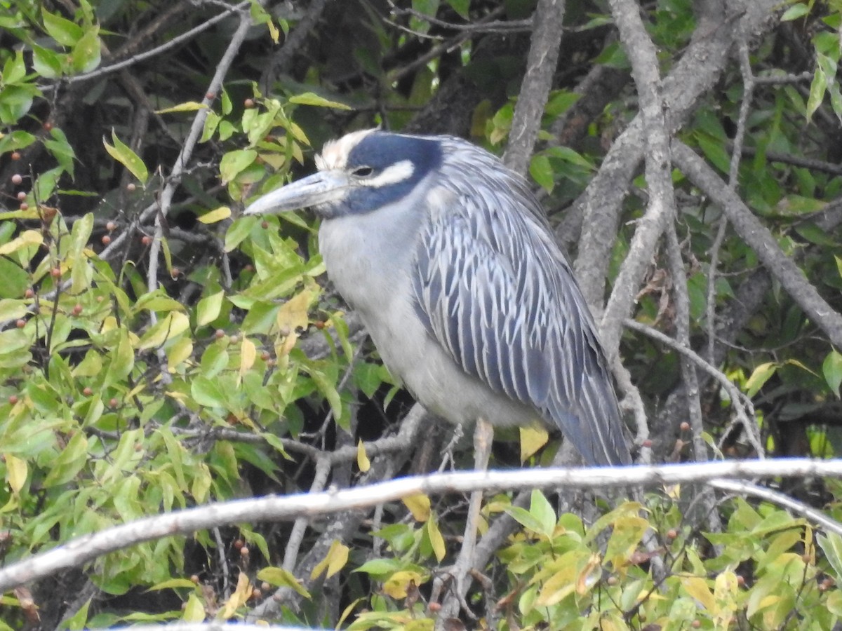 Yellow-crowned/Black-crowned Night Heron - ML612435752