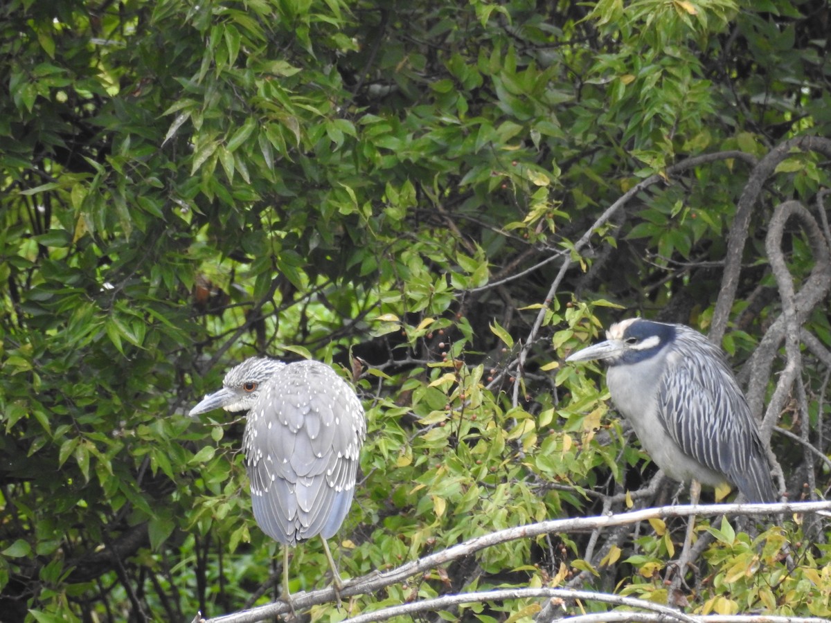 Yellow-crowned/Black-crowned Night Heron - Kathleen Tucker