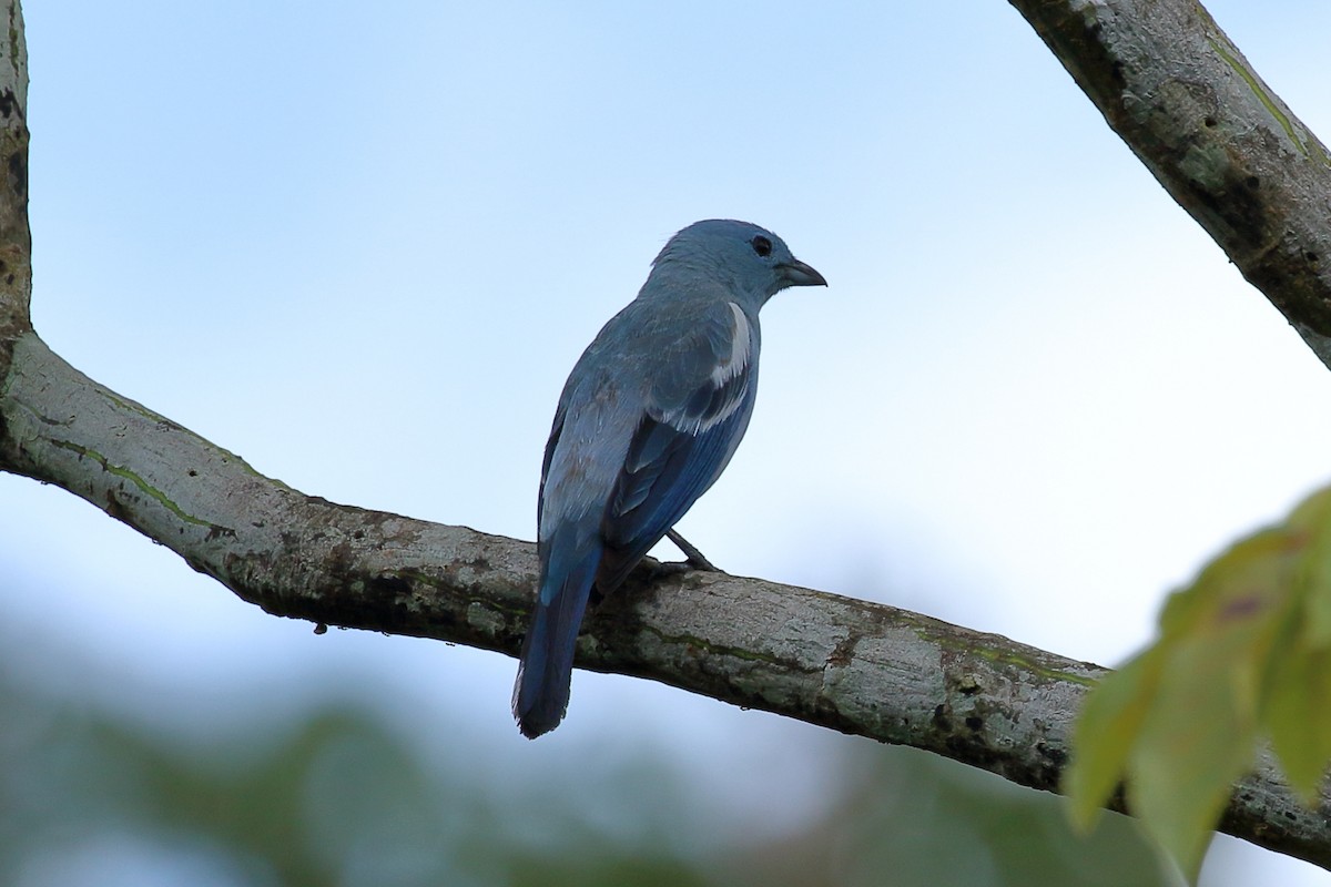 Blue-gray Tanager - Chris Rasmussen