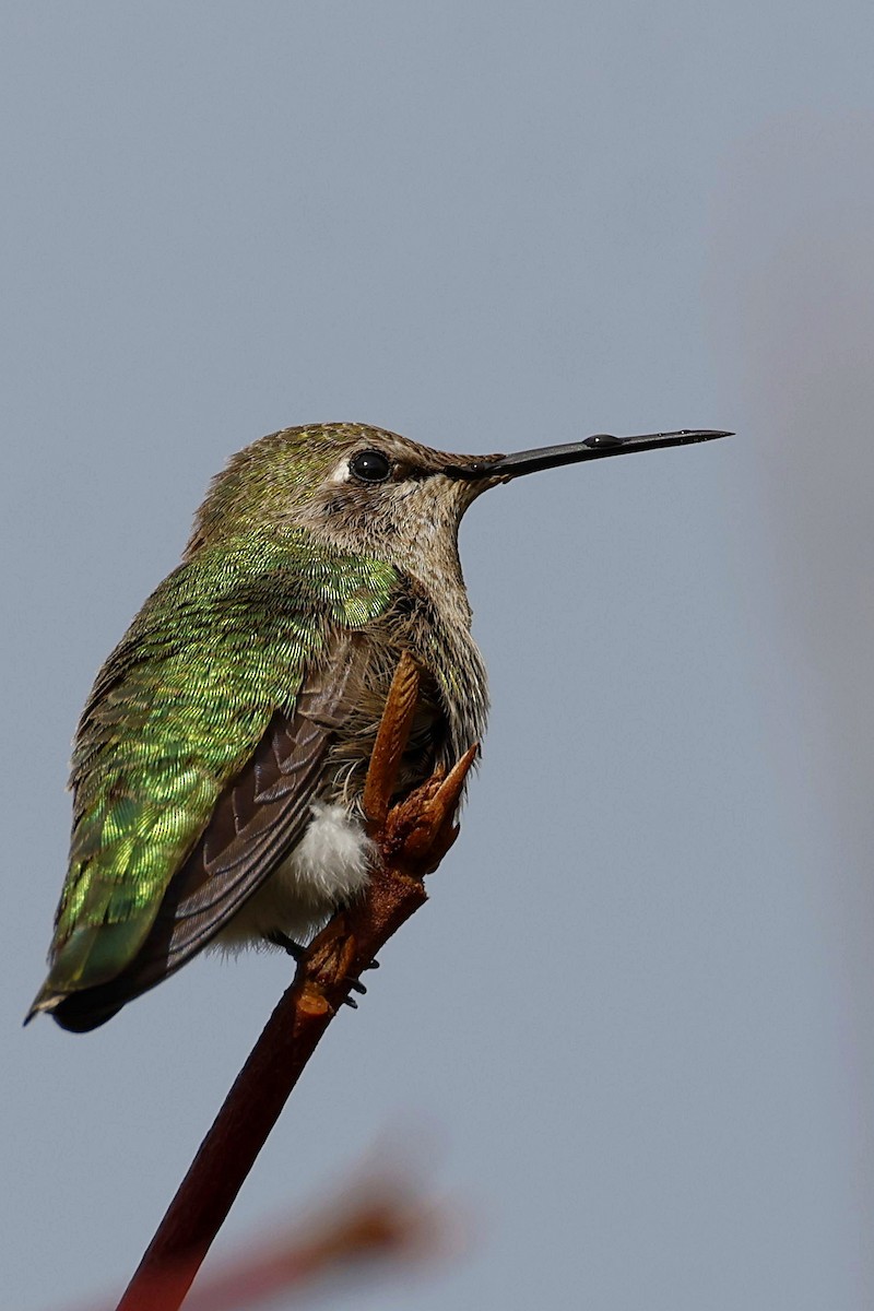 Anna's Hummingbird - ML612435778