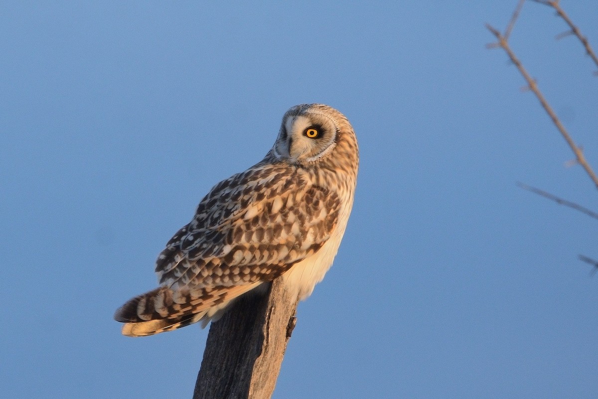 Short-eared Owl - ML612435825