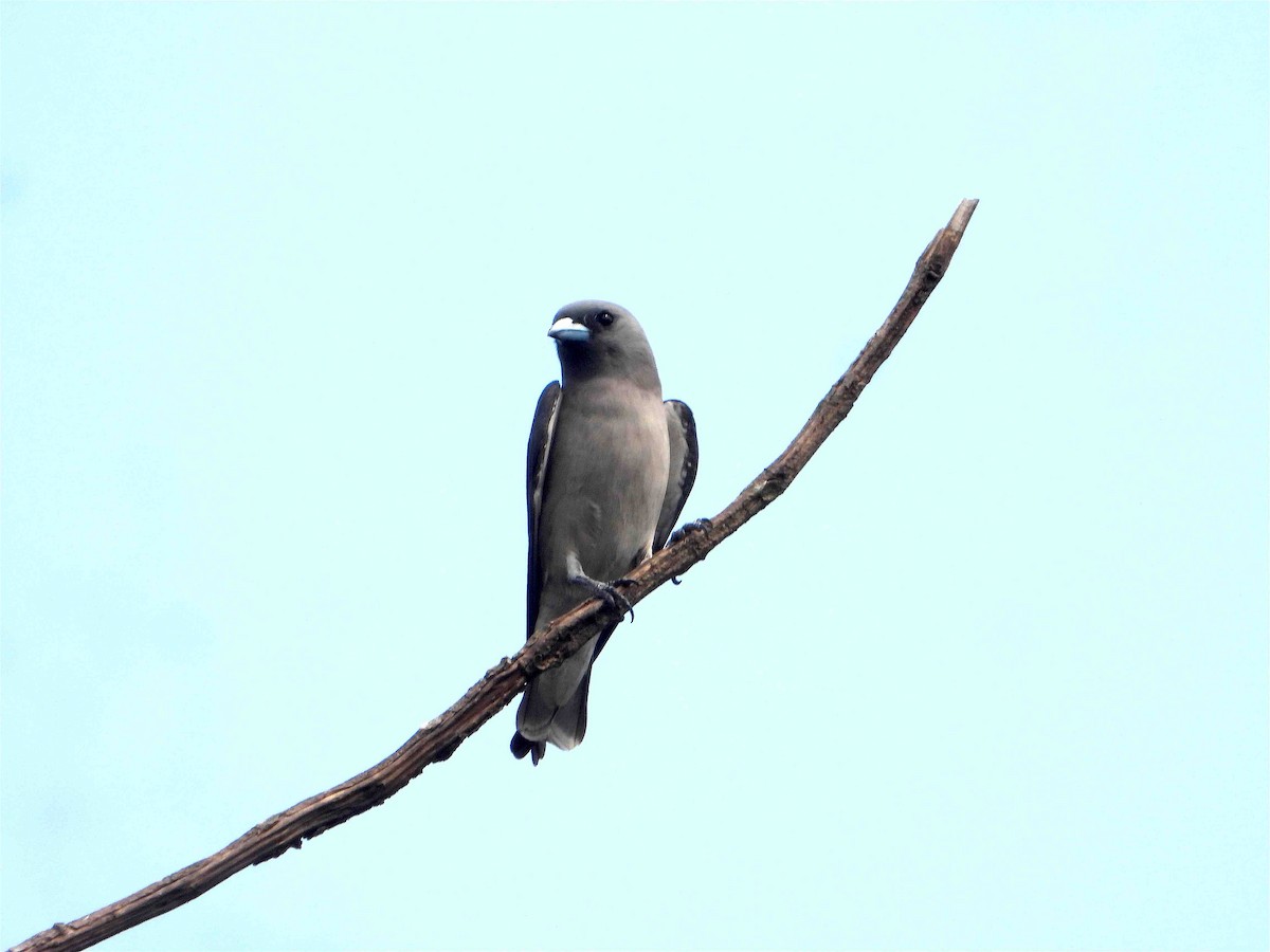 Ashy Woodswallow - ML612435846