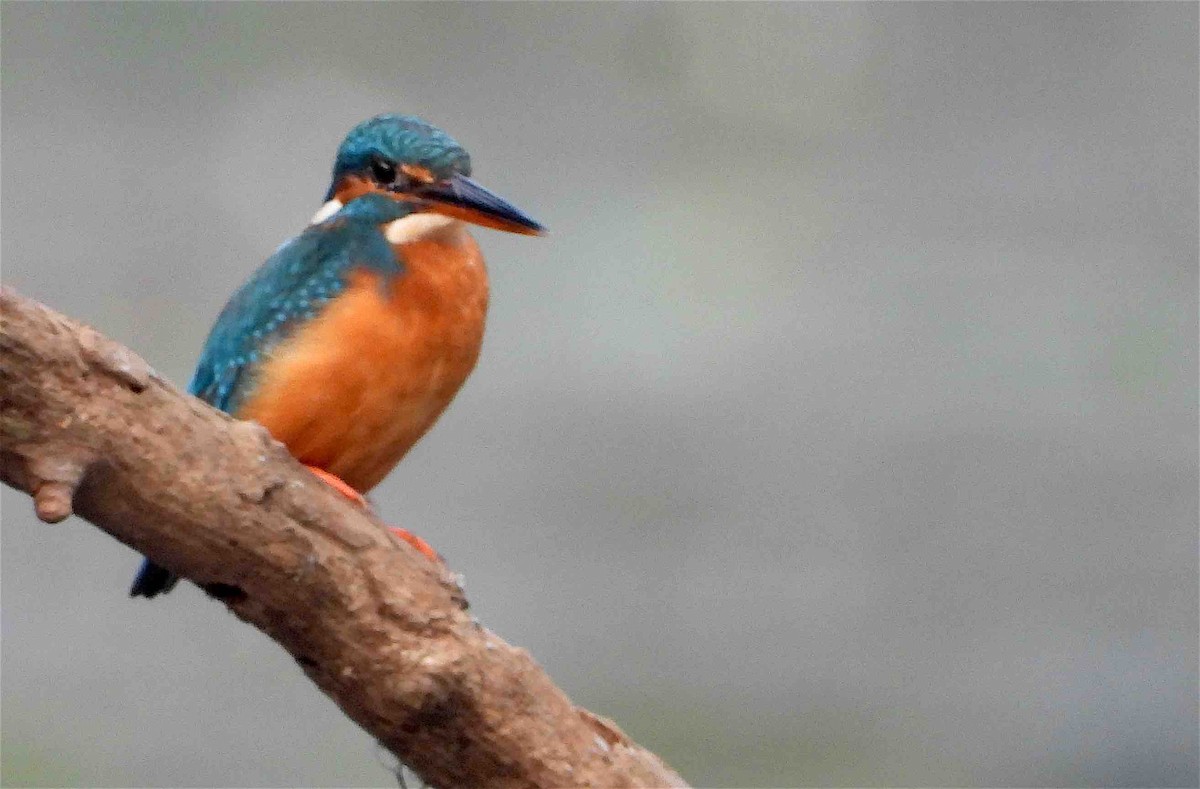 Common Kingfisher - ML612435858