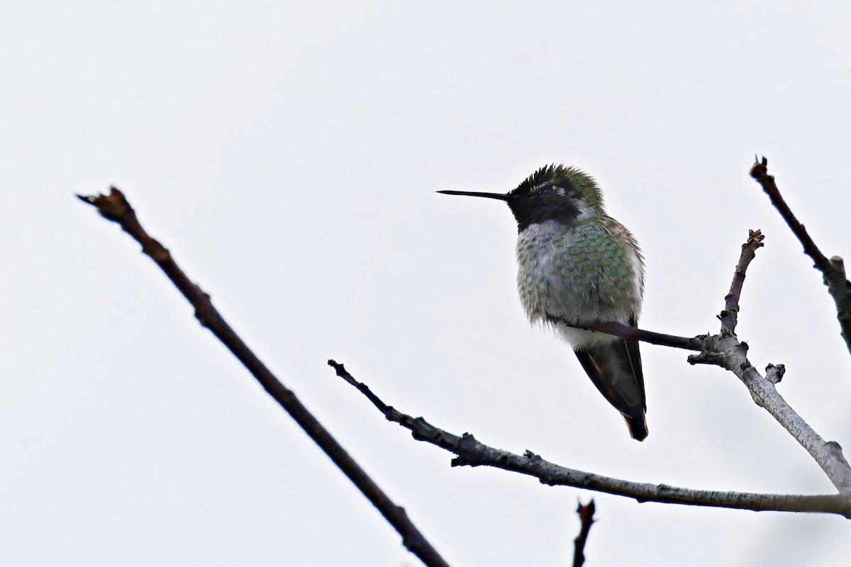 Anna's Hummingbird - ML612435883