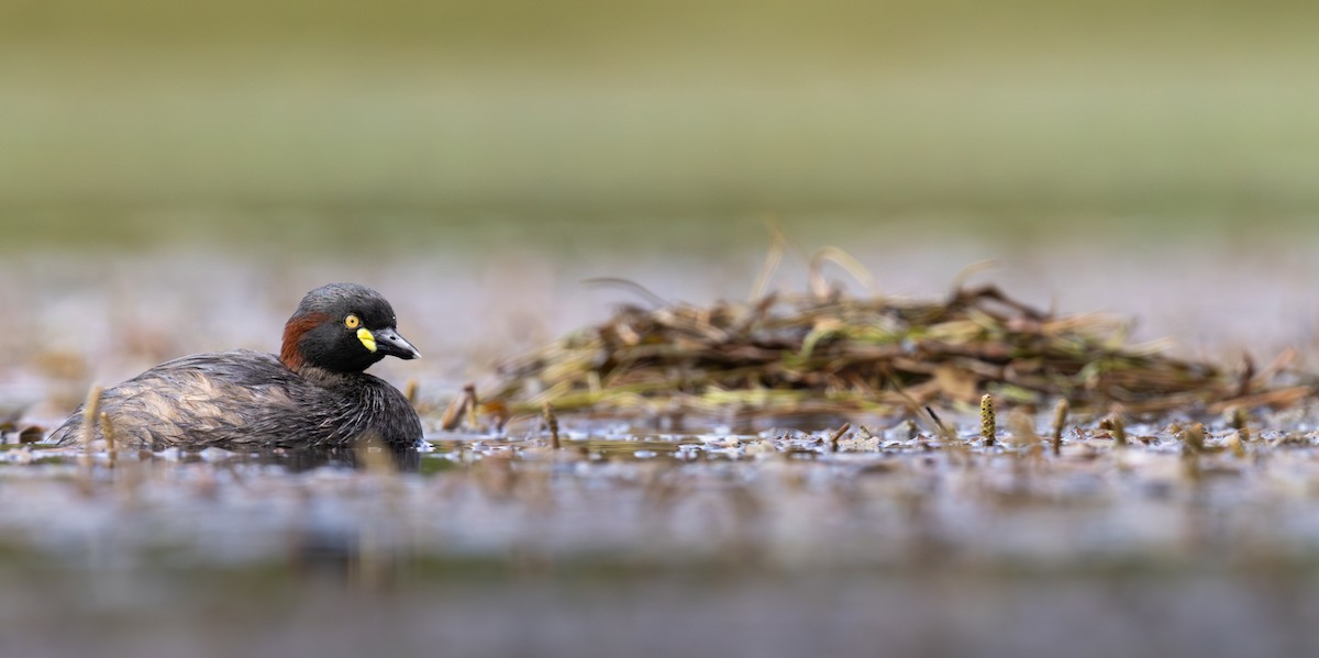 Australasian Grebe - ML612435971