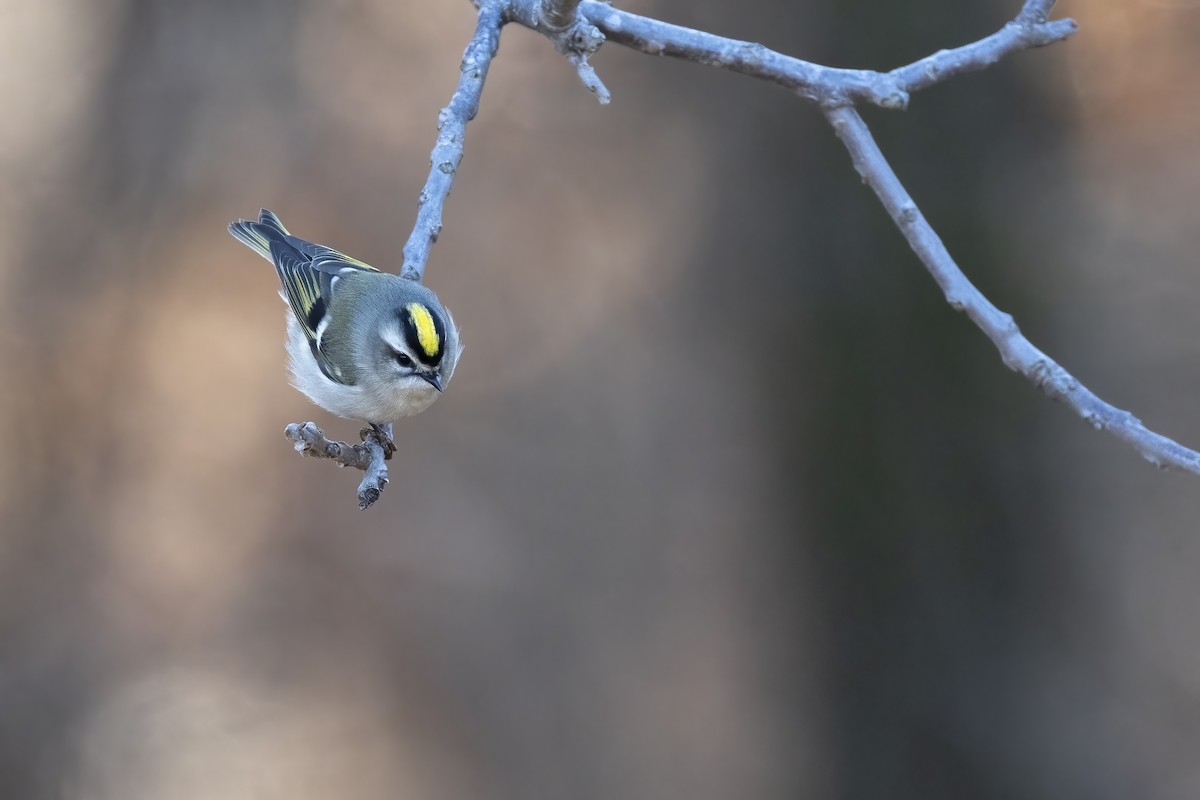 Golden-crowned Kinglet - Nicholas March