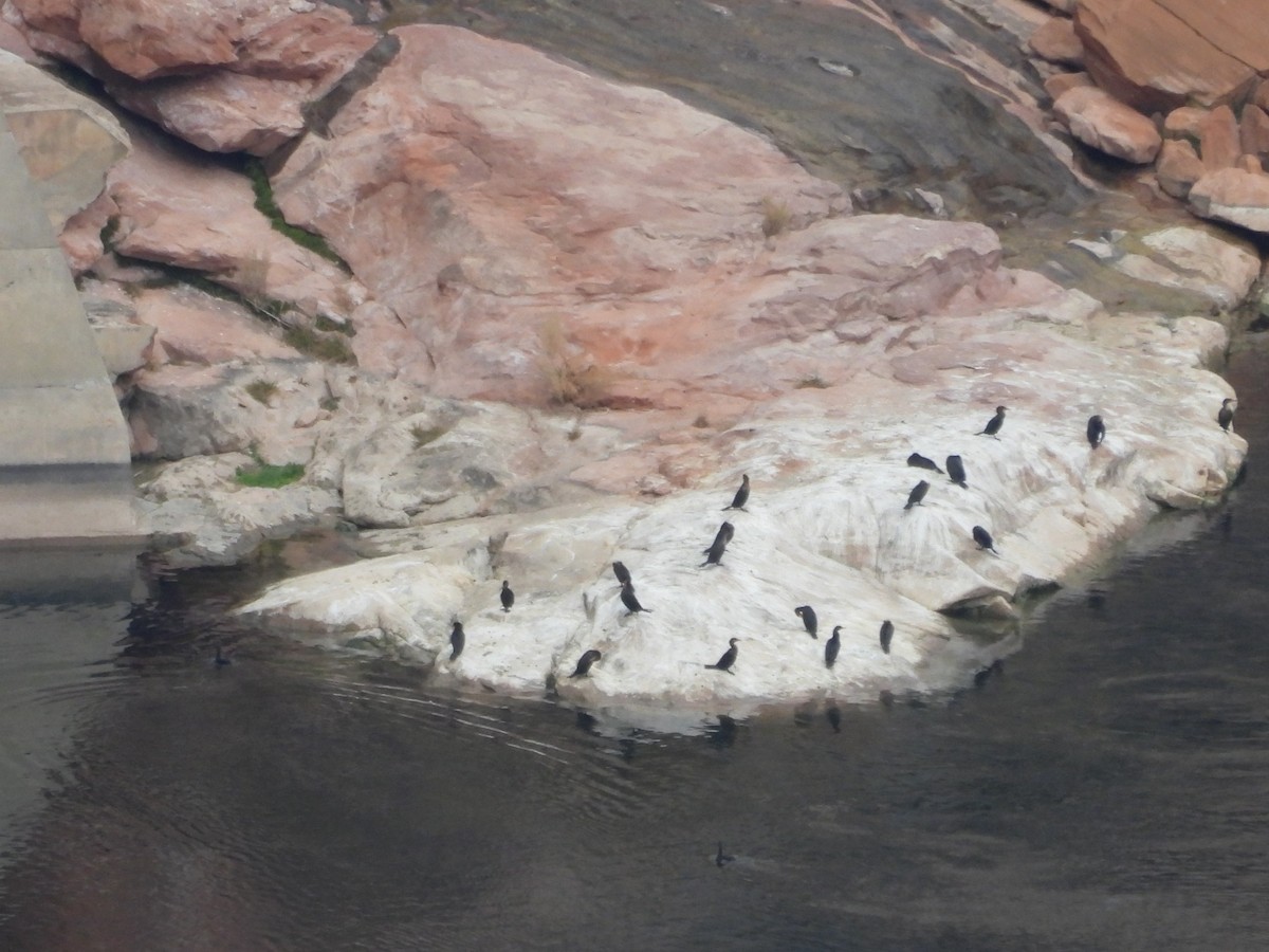 Double-crested Cormorant - ML612436079