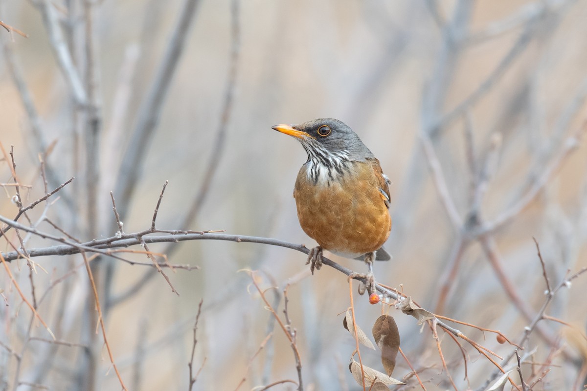 Rufous-backed Robin - Jack Parlapiano