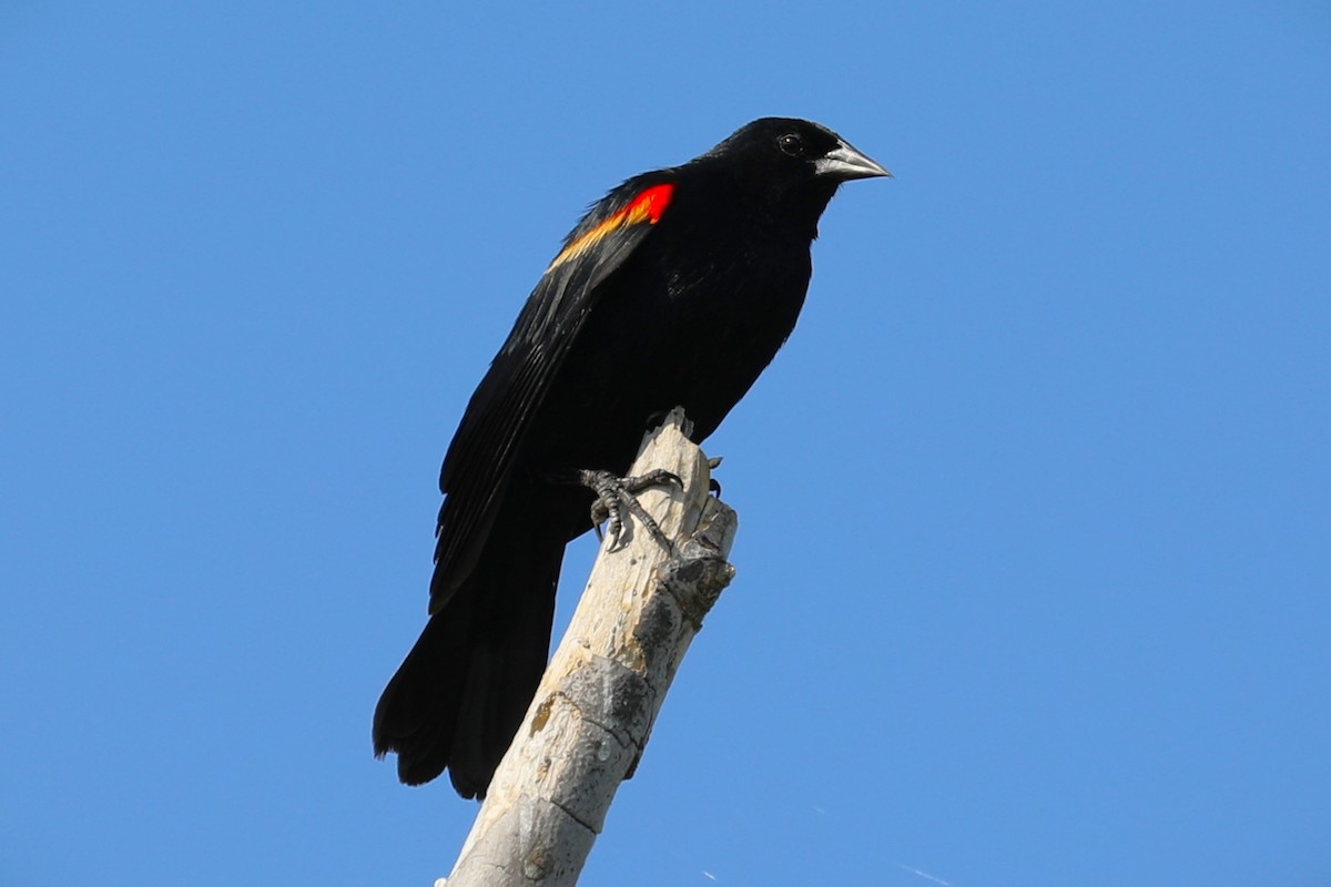 Red-winged Blackbird - ML612436137