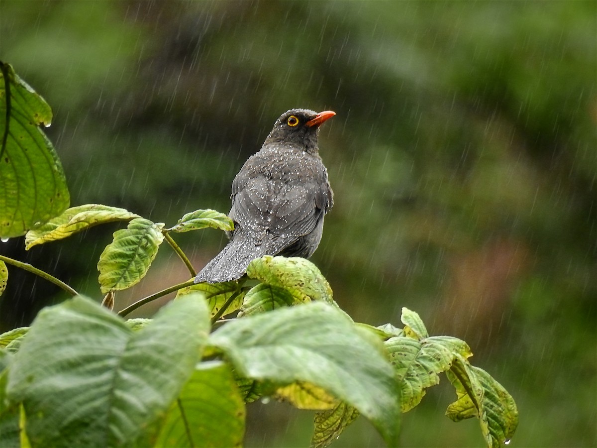 Great Thrush - Jorge Córdova Gónzalez