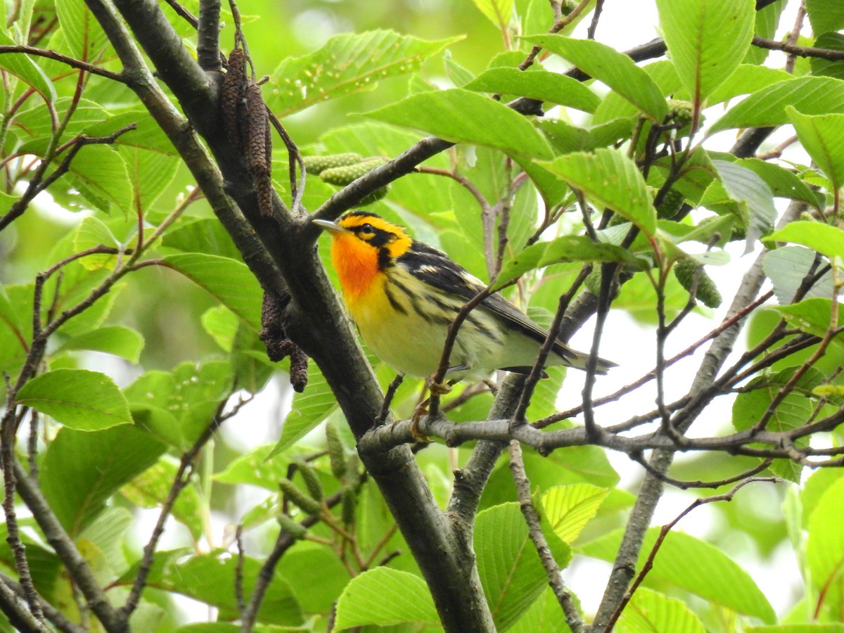 Blackburnian Warbler - ML612436141