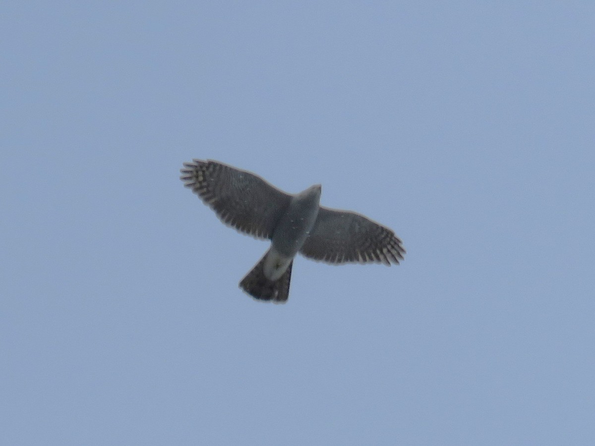 American Goshawk - Michel Turcot