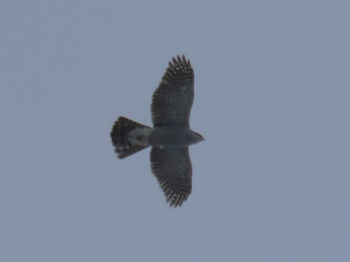 American Goshawk - Michel Turcot