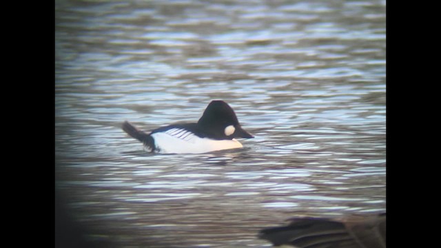 Common Goldeneye - ML612436353