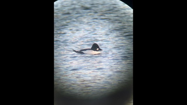 Common Goldeneye - ML612436354