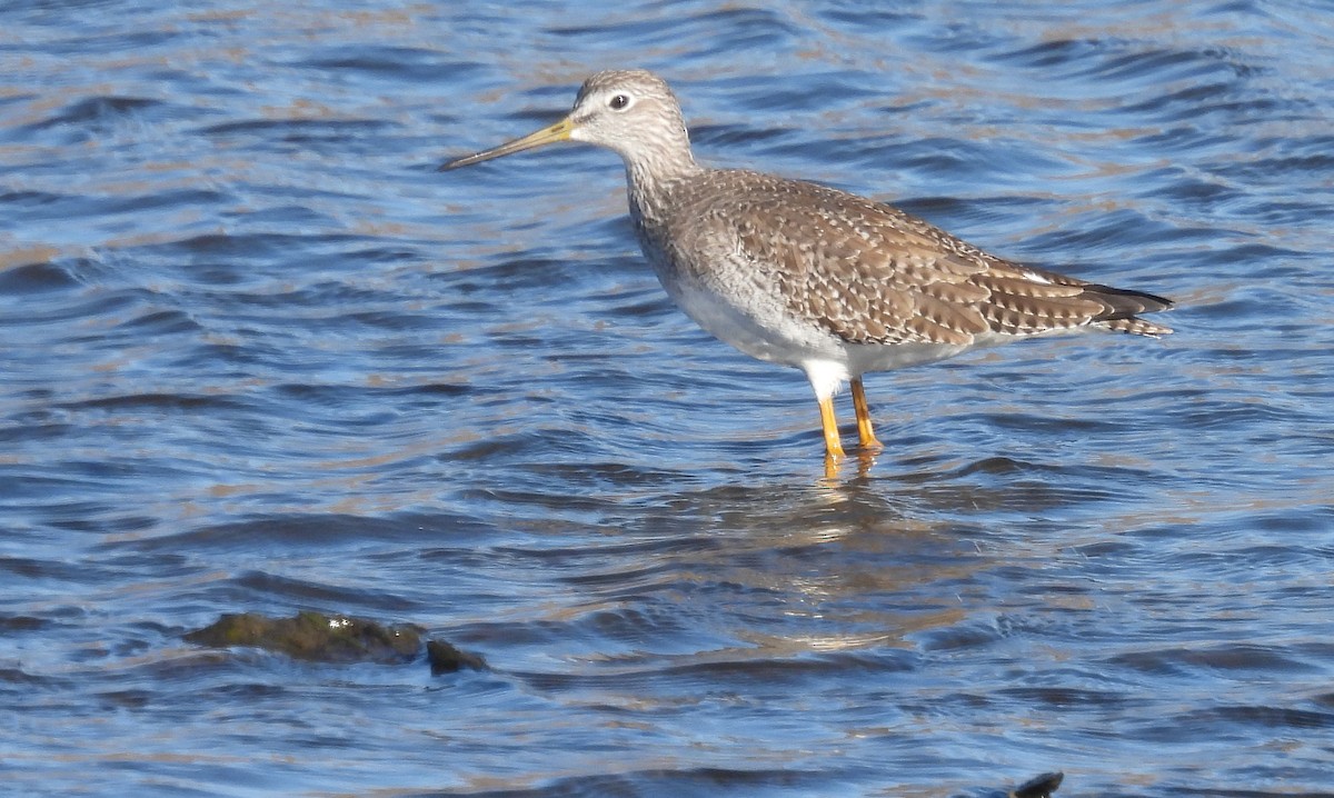 Greater Yellowlegs - ML612436383