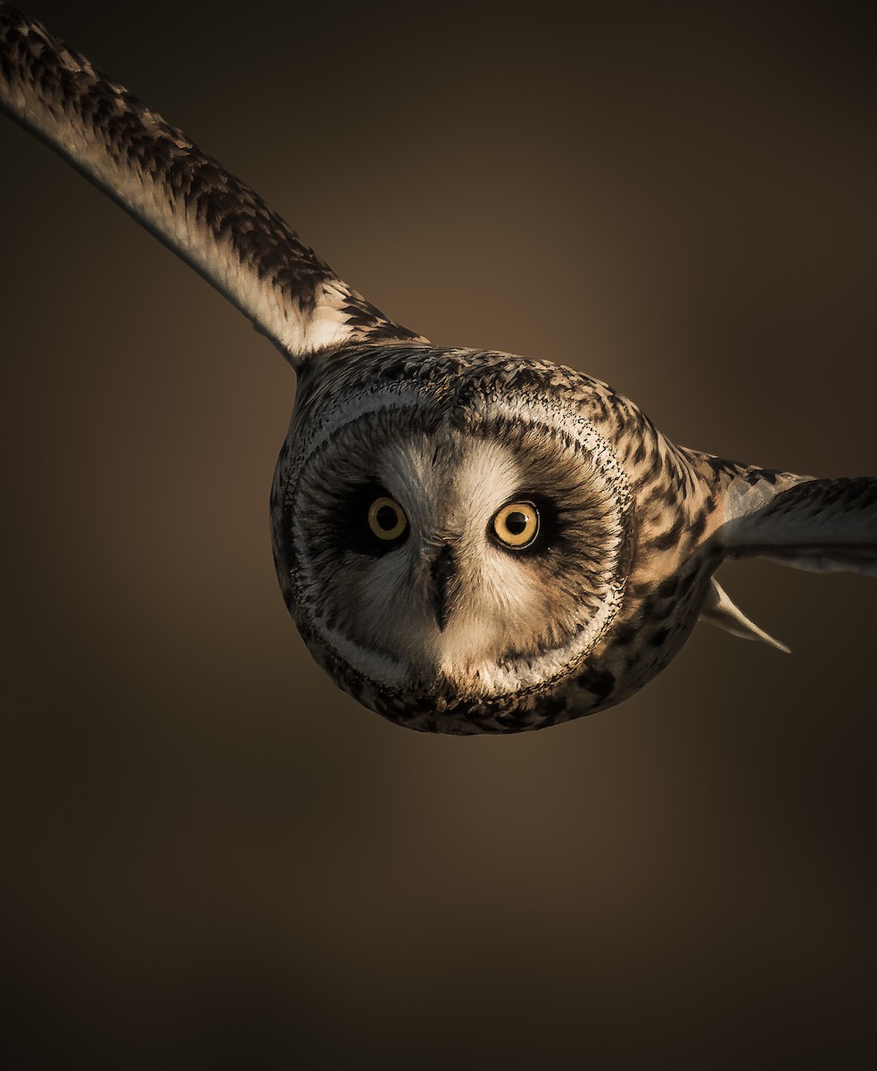 Short-eared Owl - ML612436392
